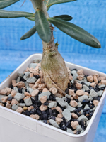 Pachypodium Succulentum (Пахиподиум)