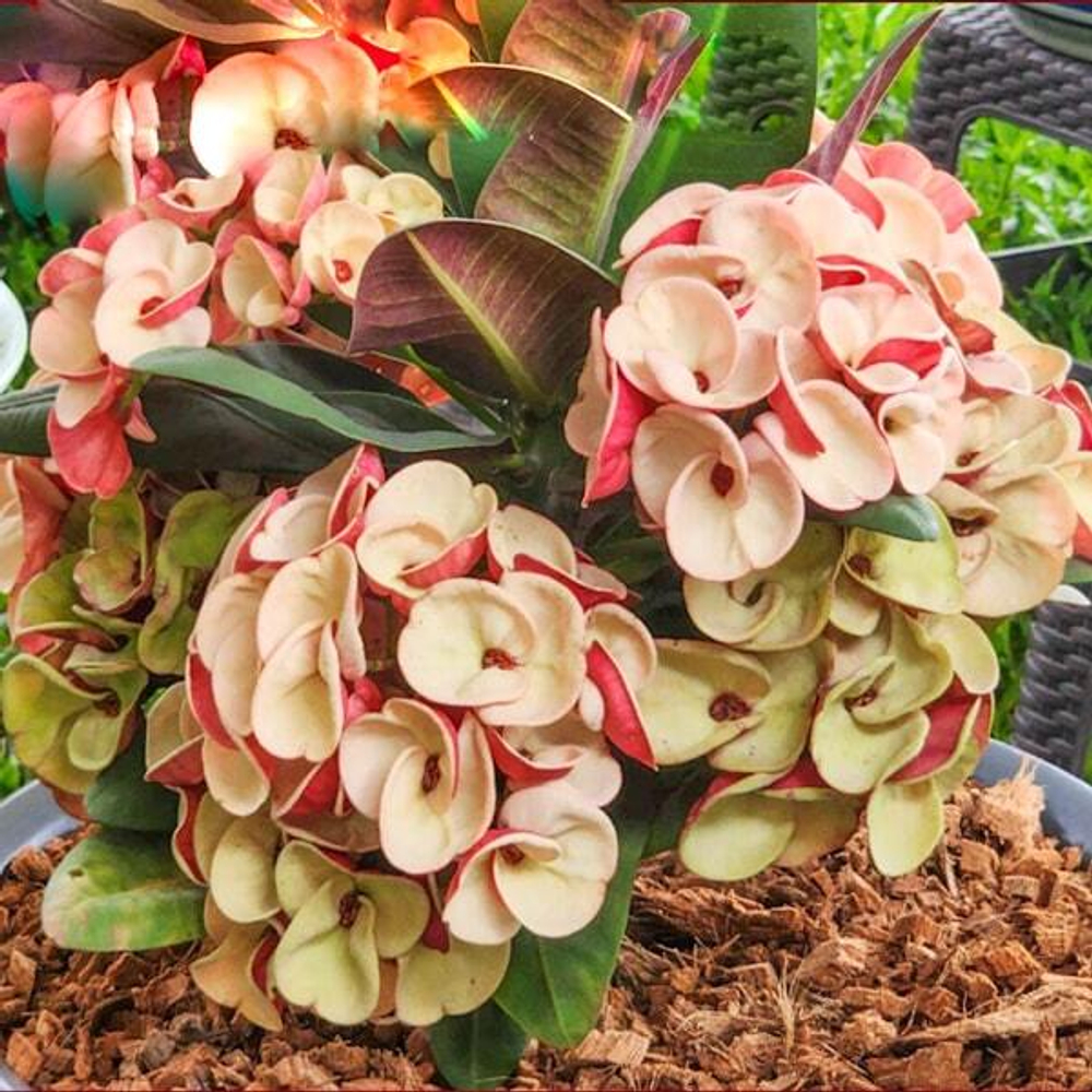 Эуфорбия Миля CHAN CHAO