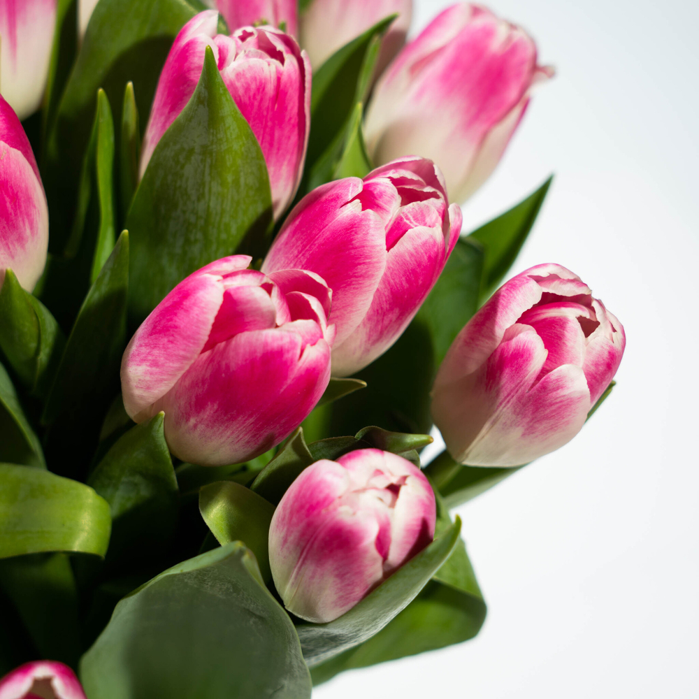 Букет 25 розовых тюльпанов