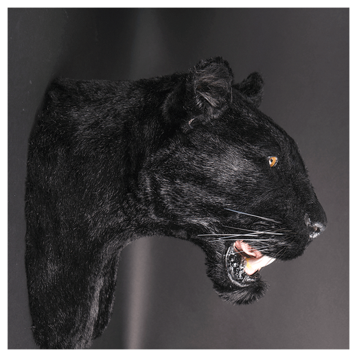 Реплика головы «Черный Ягуар»