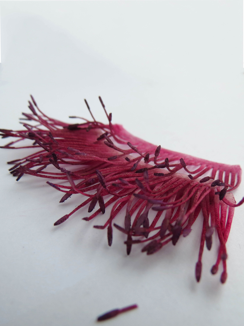 Тычинки мака