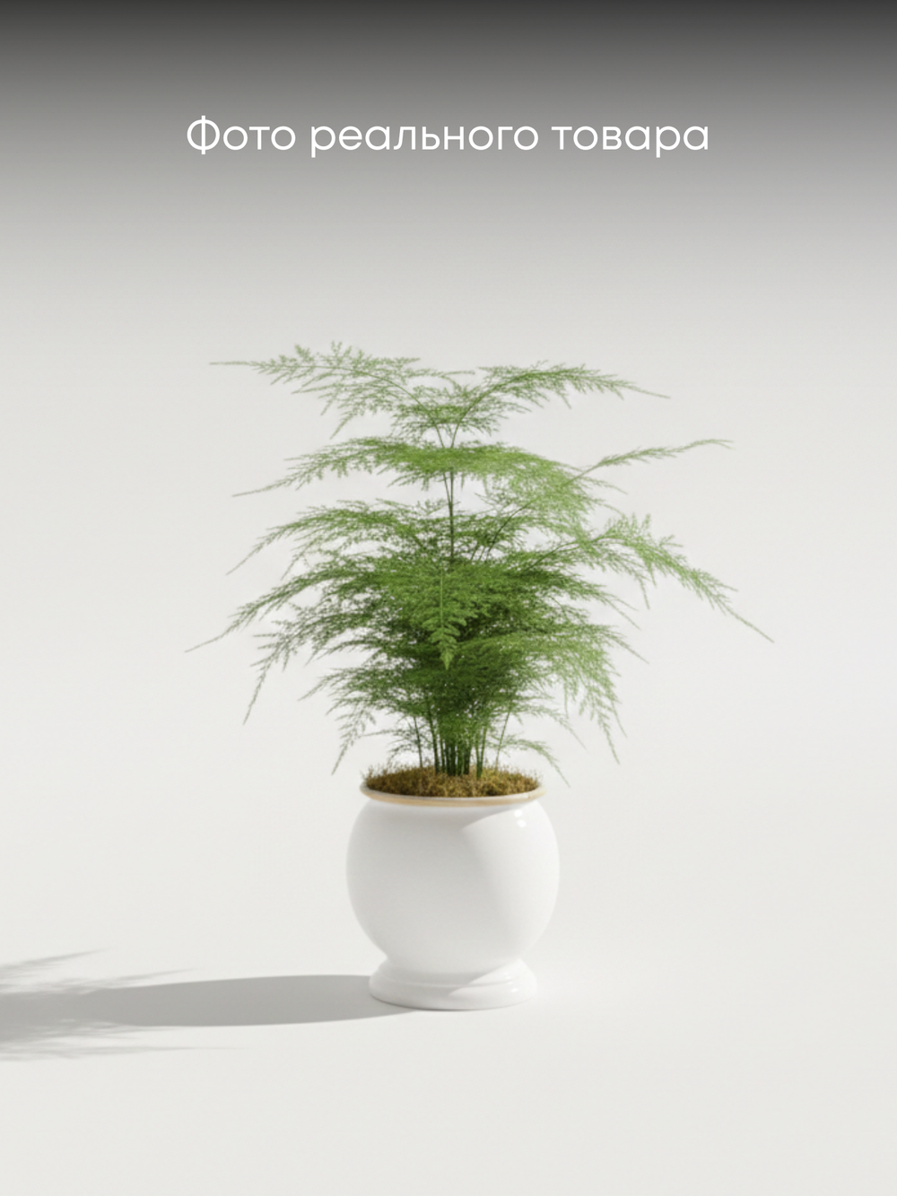 Аспарагус Earth Mexican Fern пластиковый горшок д.12