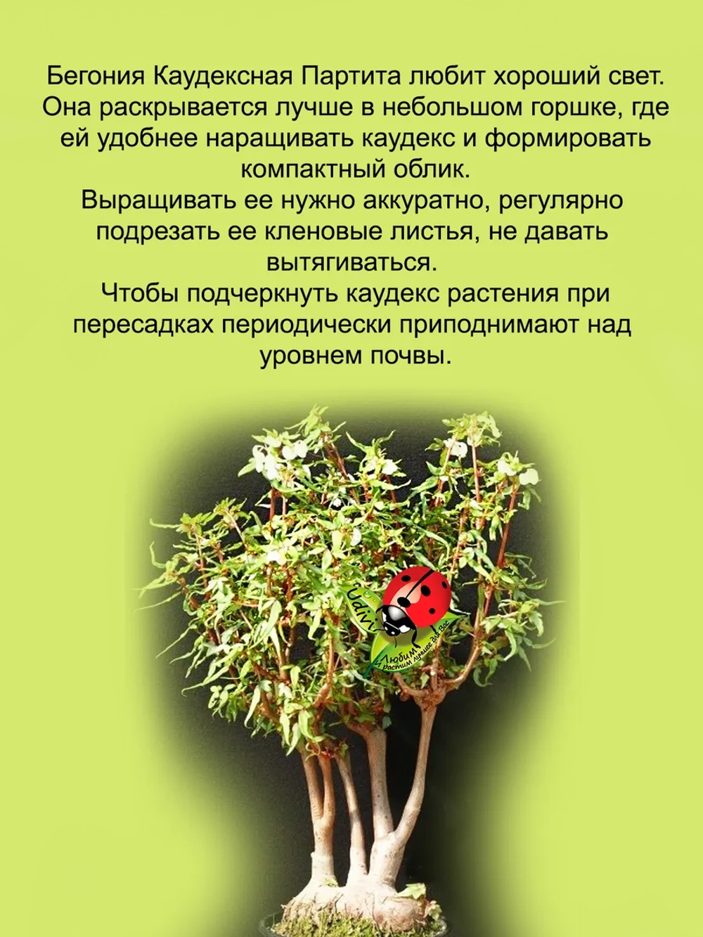 Бегония Каудексная Партита Бонсай