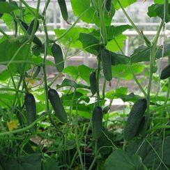 АЛЕКС F1 семена огурца (Bejo | Alexagro)