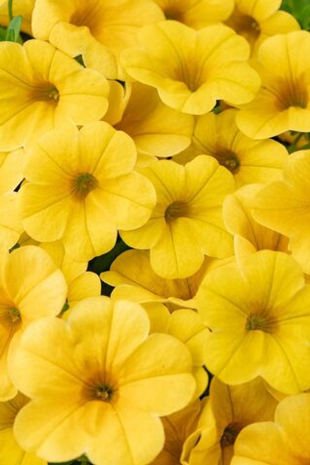 ЕВРО Calibrachoa CALITASTIC Butter неукор черенок ноябрь 2025