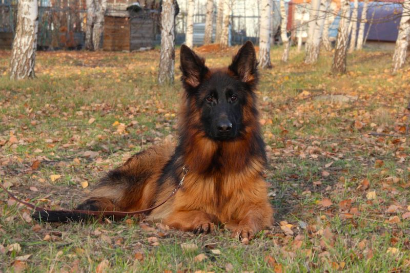 МАТВЕЙ Из Поместья Боговик