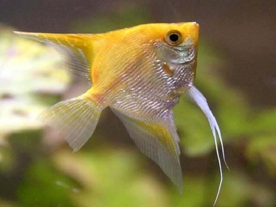 Скалярия Золотая