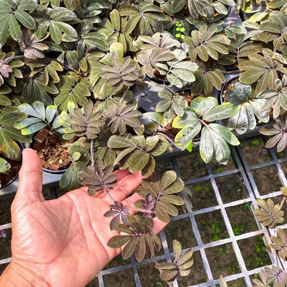 Паслен SOLANUM ULEANUM