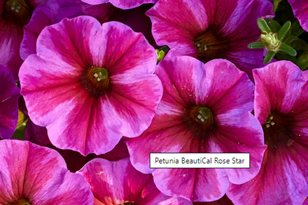 Новинка 2025 ЕВРО Петхоа Beautical Rose Star ОКС укорененный черенок