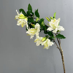 Альстромерия белая