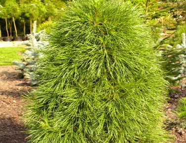 Хвойные наличие весна 26