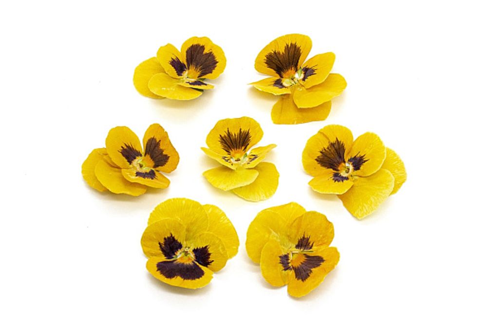 Виола обезвоженная Juicy mango — объемный цветок, 15 шт