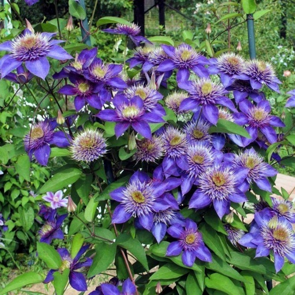 Клематис Multi Blue (2 группа обрезки слабая)