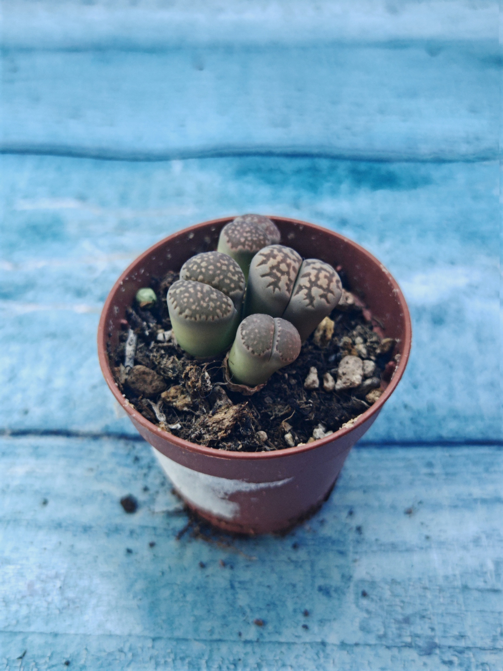 Lithops sp. (Литопсы)