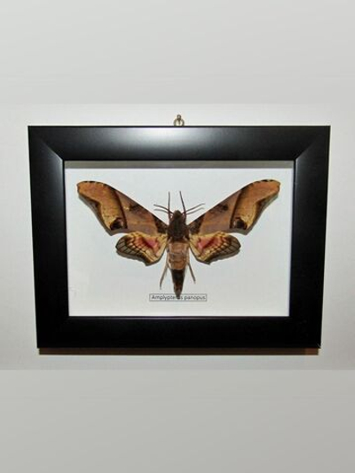 Бражник Амплиптерус в рамке