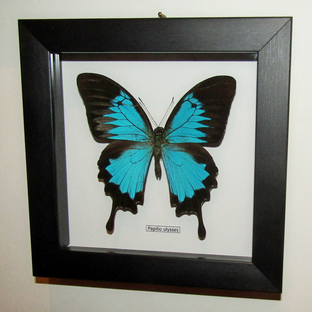 Бабочка Papilio ulysses в рамке