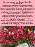 Камнеломка Арендса Карпет Перпл Роб