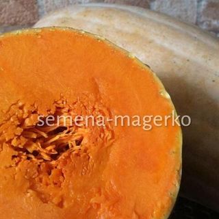 Тыква мускатная Жемчужина 50 (грамм)