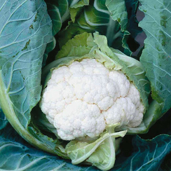 Тетрис F1 семена капусты цветной (Syngenta / Сингента)