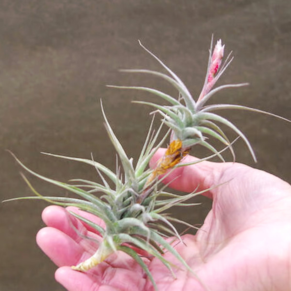 Тилландсия murorum