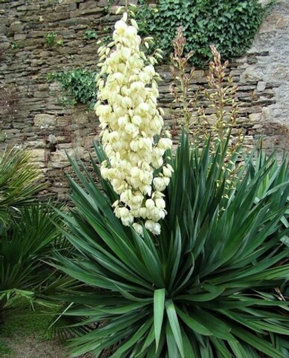 Юкка нитчатая садовая