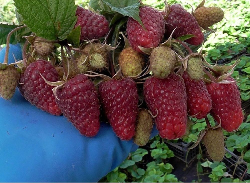 Малина ремонтантная Жаклин