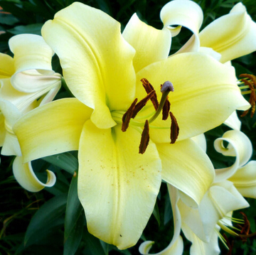 Лилия ОТ гибрид Биг брозерс