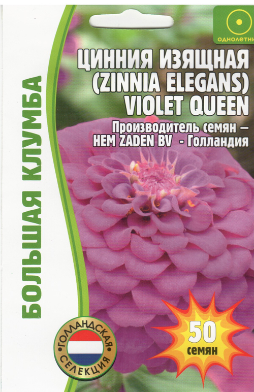 Цинния изящная Violet Queen