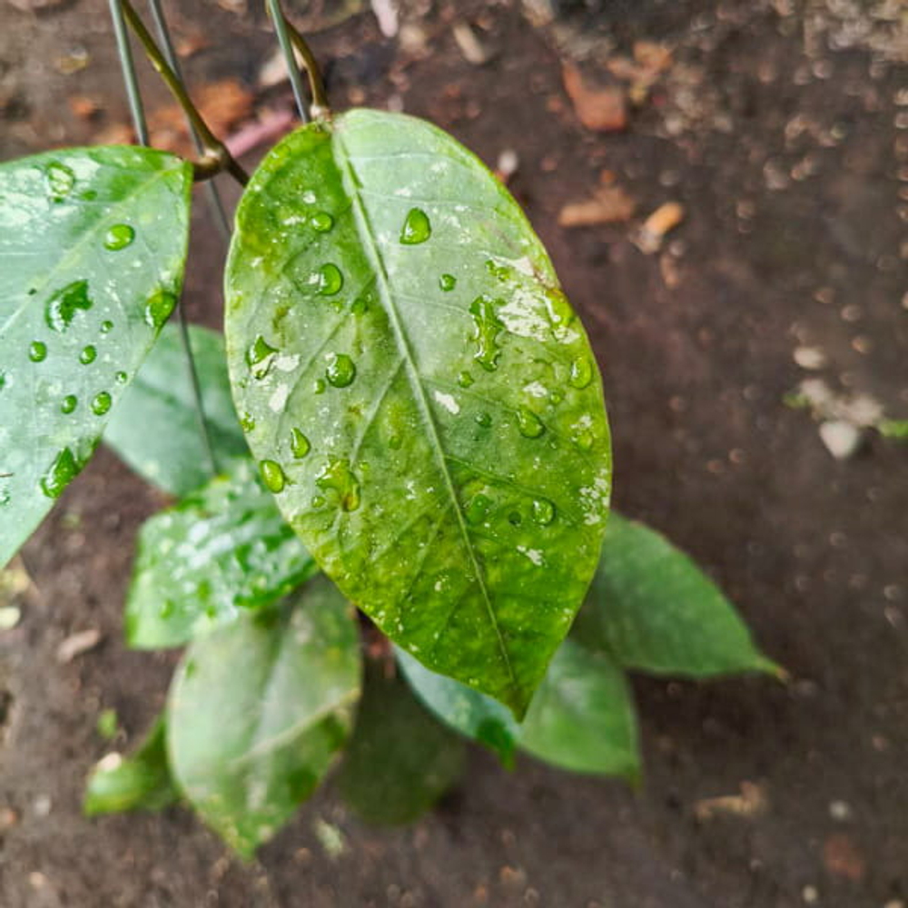 Хойя SP PUTRI BETUNG