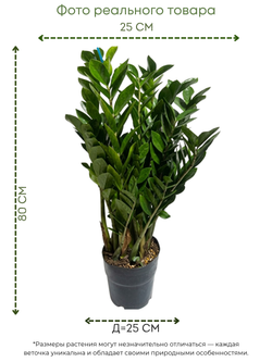 Замиокулькас Pointed Leaf д. 25