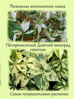 Пестролистный девичий виноград.
