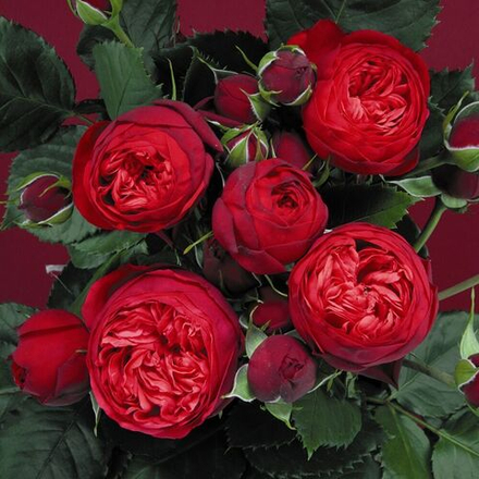 Роза чайно-гибридная Ред Пиано (Red Piano)