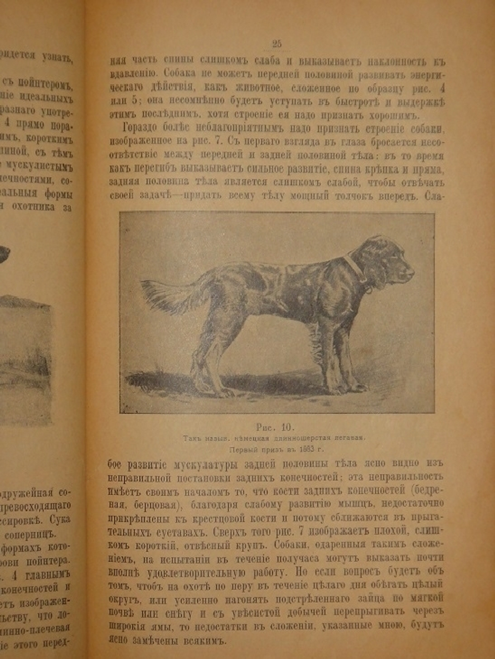 "Дрессировка и натаска подружейных собак". Г.Оберлендер. 1910г.