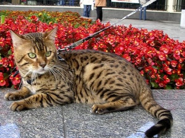 Как быстро и легко приучить к поводку кошку?