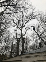 Удаление деревьев под ключ.