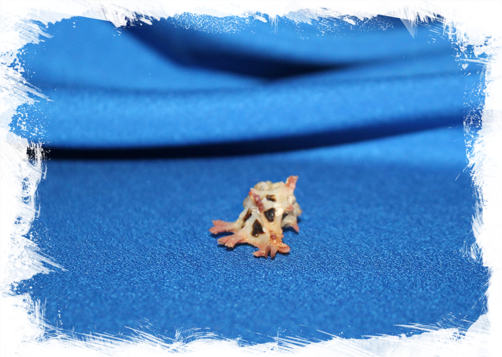 Ракушка Мурекс мартинетана, Pterynotus Martinetana