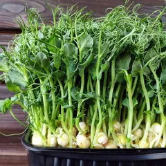 Горошек зеленый афилла на корне (лоток) / 100 гр сбоку