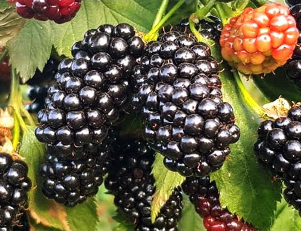 Ежевика Кэддо