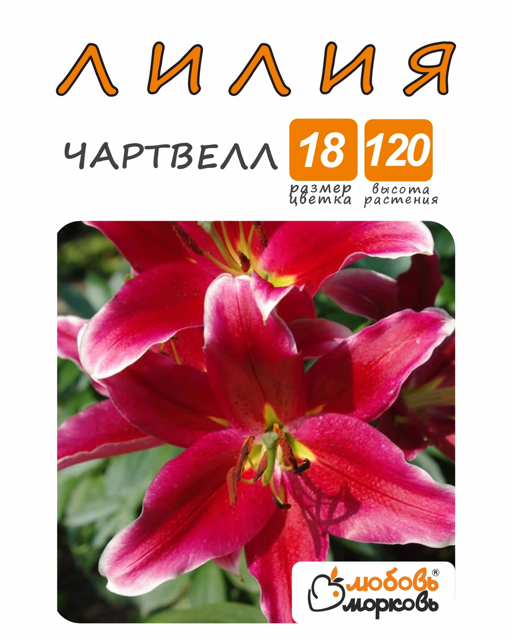 Лилия Луковица, Чартвелл, 1 шт