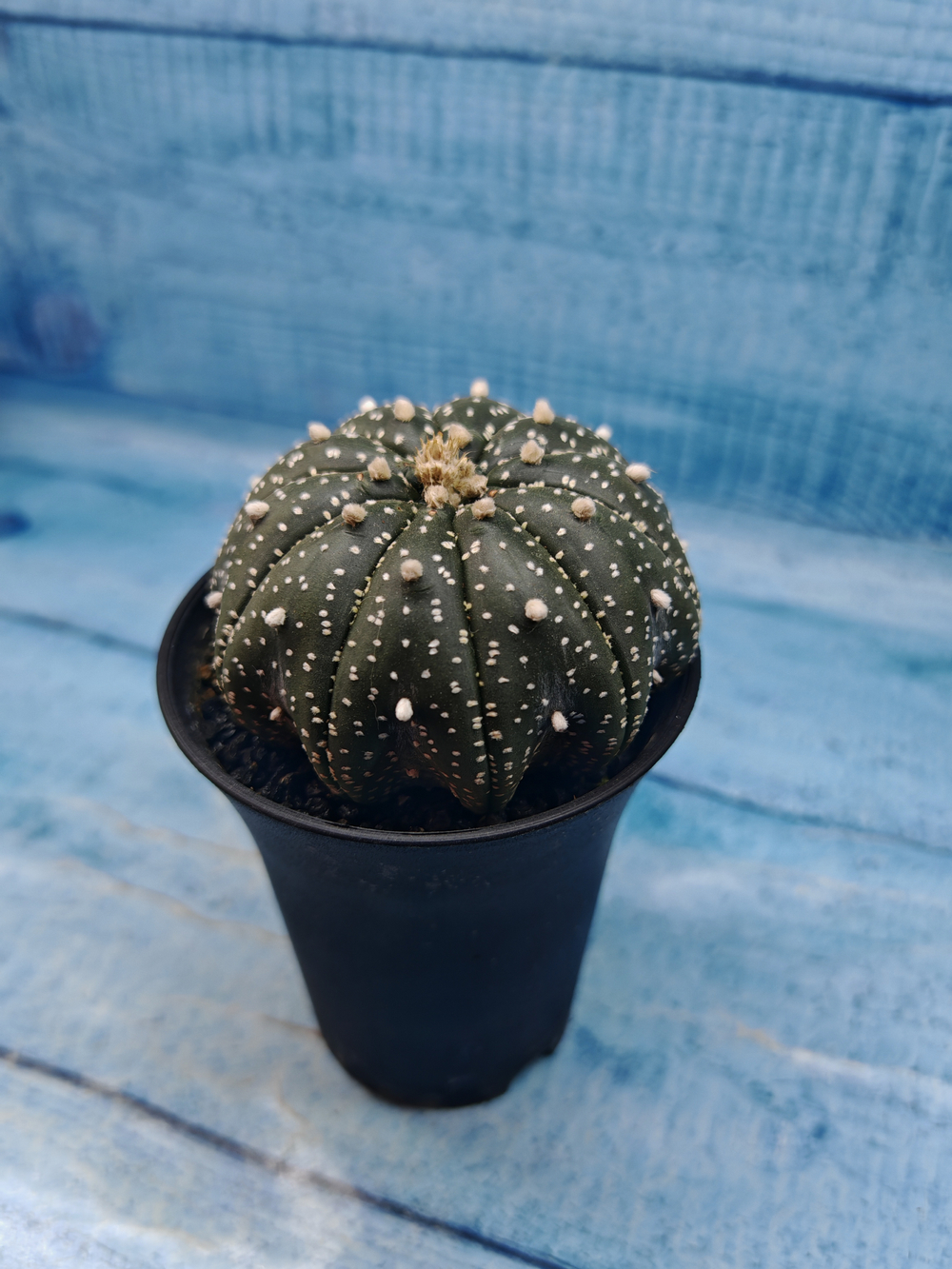 Astrophytum Asterias (Астрофитум)