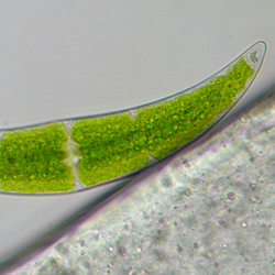 Микроскоп Bresser Researcher Trino - фото 3