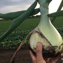 ЭКСИБИШЕН семена лука репчатого (Bejo | Alexagro)