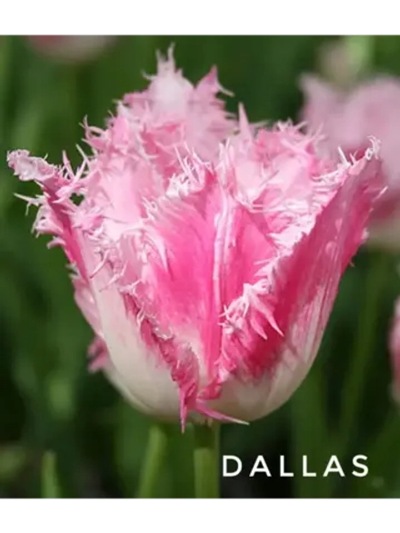 Луковицы тюльпанов многолетние Dallas (3 штуки крупные)