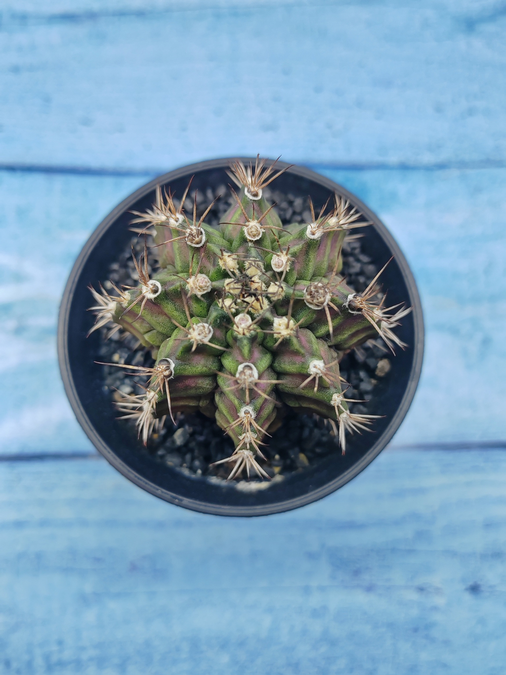 Gymnocalycium T-Rex Pink hybride (Гимнокалициум T-rex)