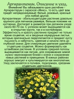 Аргирантемум Микс окрасок