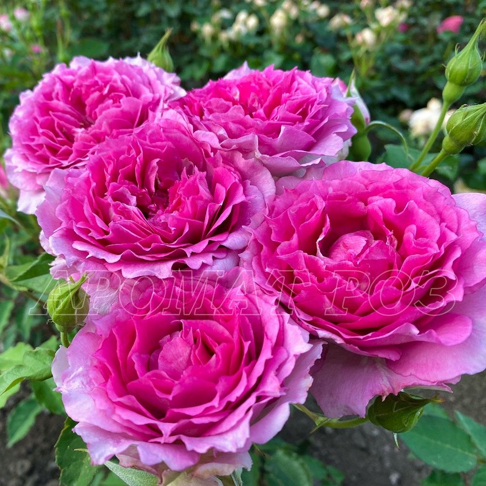 Шахерезада (Sheherazade)