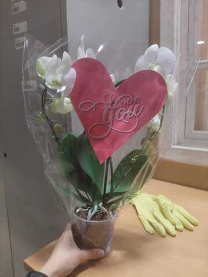 фаленопсис сердце д. 12