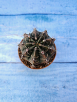 Gymnocalycium Friedrichii (Гимнокалициум)