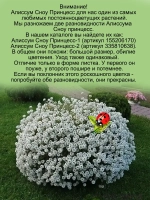 Алиссум Сноу Принцесс 2 вегетативный