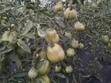 РУГАНТИНО F1 семена томата (Rijk Zwaan | Alexagro)